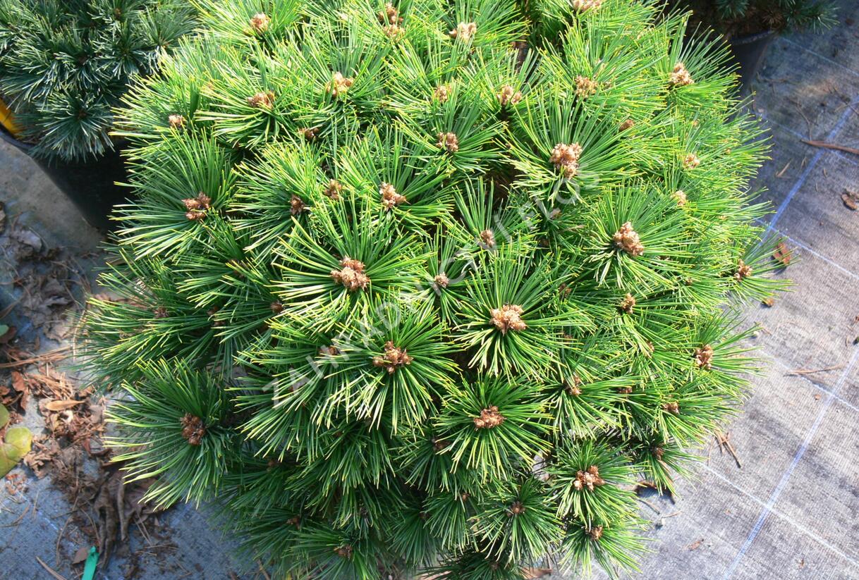 Borovice hustokvětá 'Low Glow' - Pinus densiflora 'Low Glow'
