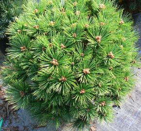 Borovice hustokvětá 'Low Glow' - Pinus densiflora 'Low Glow'