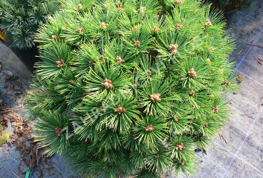 Borovice hustokvětá 'Low Glow' - Pinus densiflora 'Low Glow'
