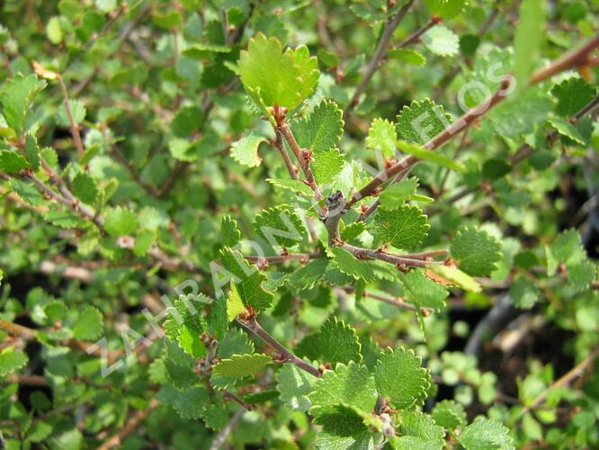 Bříza trpasličí - Betula nana