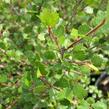 Bříza trpasličí - Betula nana
