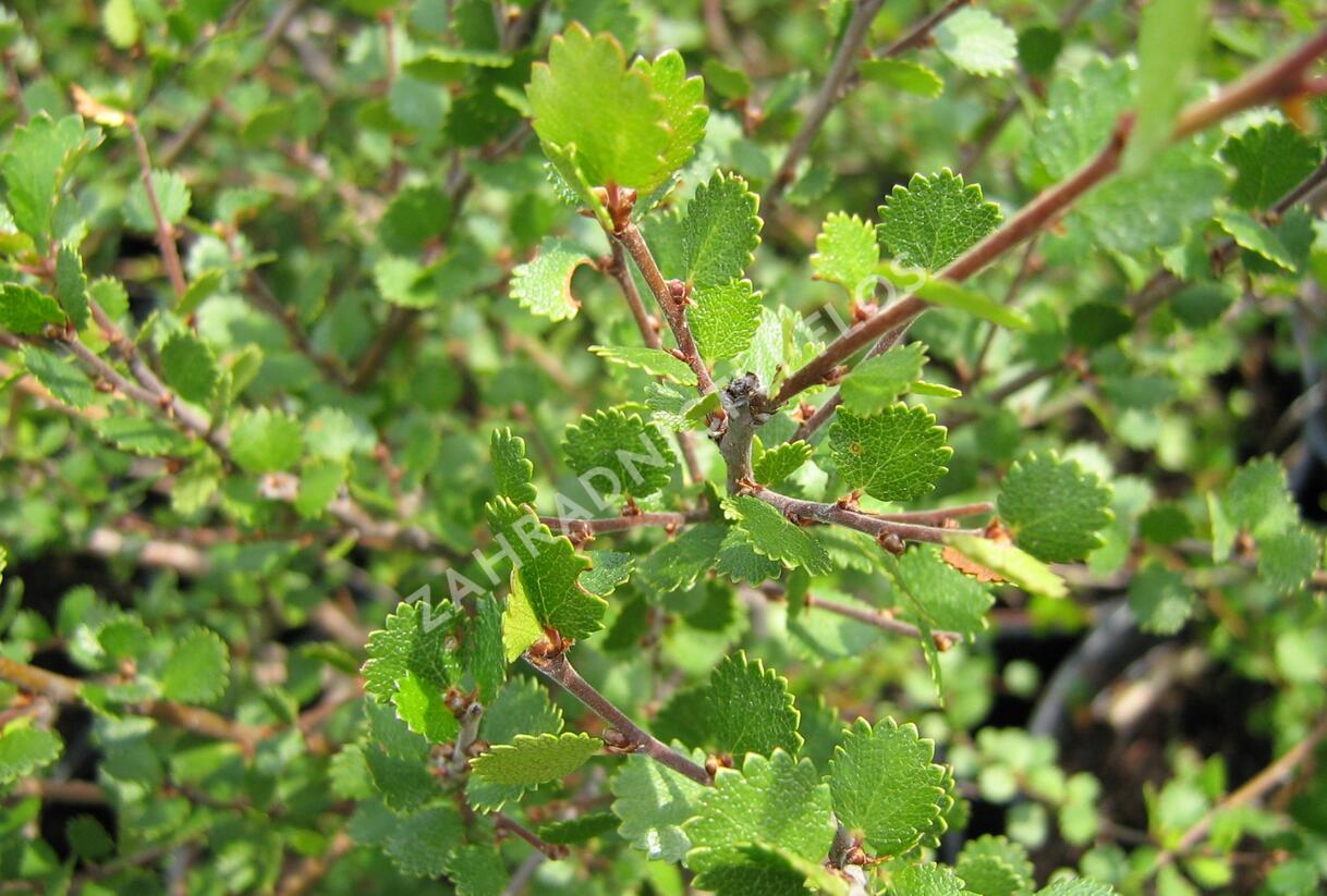 Bříza trpasličí - Betula nana