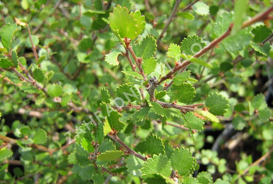 Bříza trpasličí - Betula nana