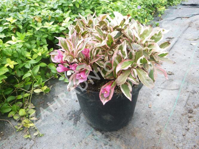 Vajgélie květnatá 'All Summer Monet' - Weigela florida 'All Summer Monet'