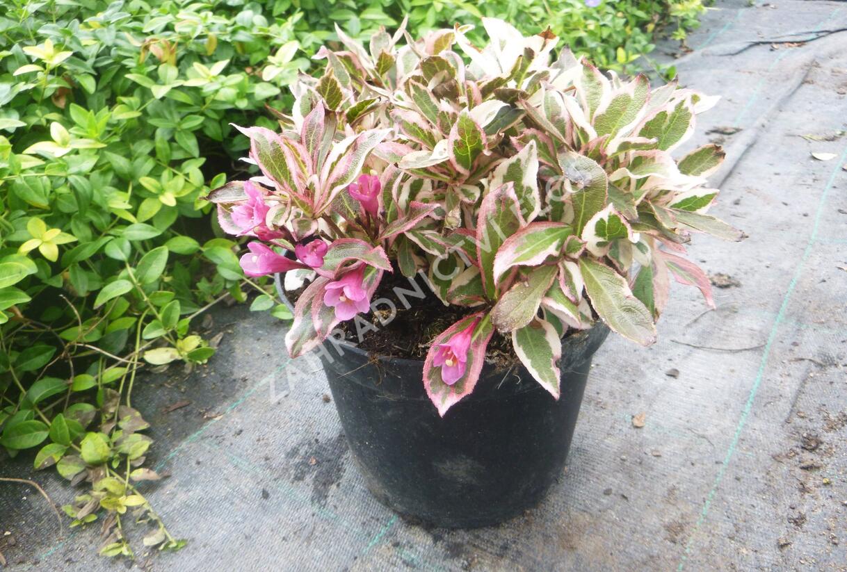 Vajgélie květnatá 'All Summer Monet' - Weigela florida 'All Summer Monet'