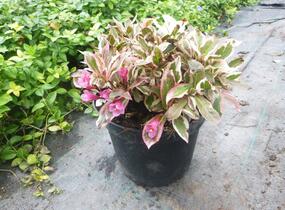 Vajgélie květnatá 'All Summer Monet' - Weigela florida 'All Summer Monet'