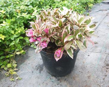 Vajgélie květnatá 'All Summer Monet'