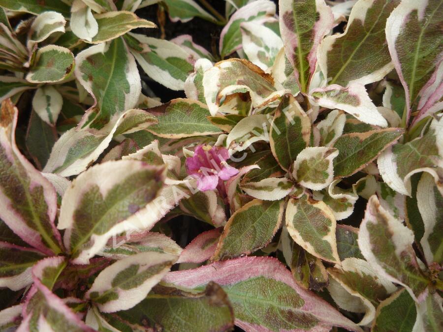 Vajgélie květnatá 'All Summer Monet' - Weigela florida 'All Summer Monet'