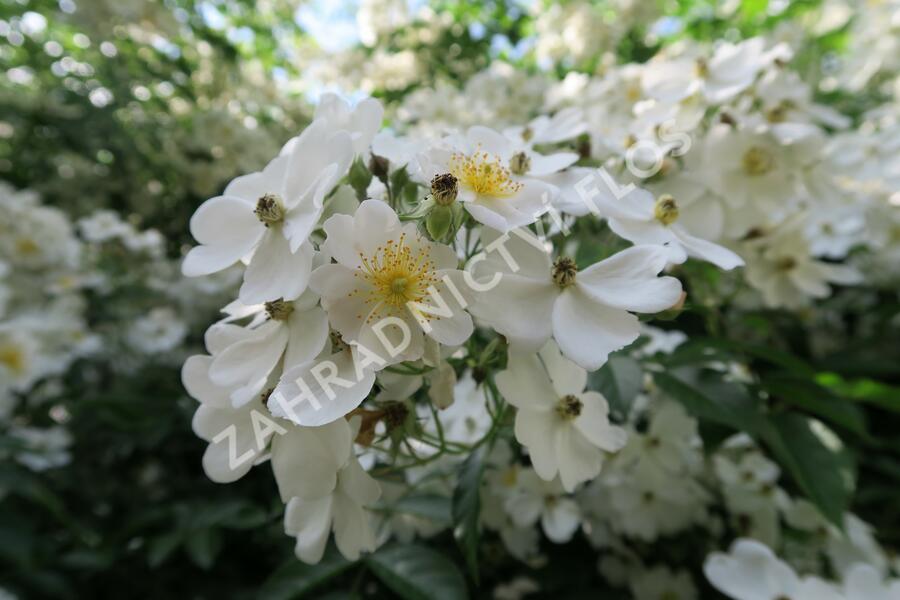 Růže mnohokvětá - Rosa multiflora