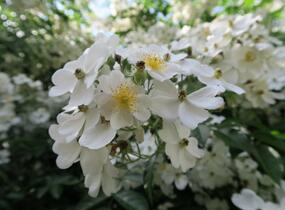 Růže mnohokvětá - Rosa multiflora