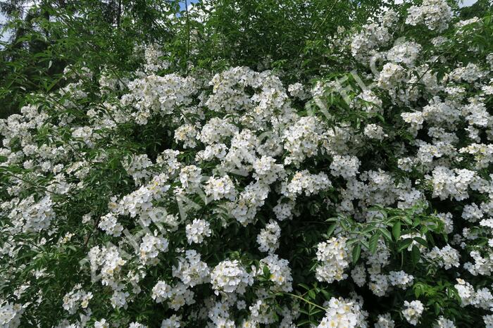 Růže mnohokvětá - Rosa multiflora