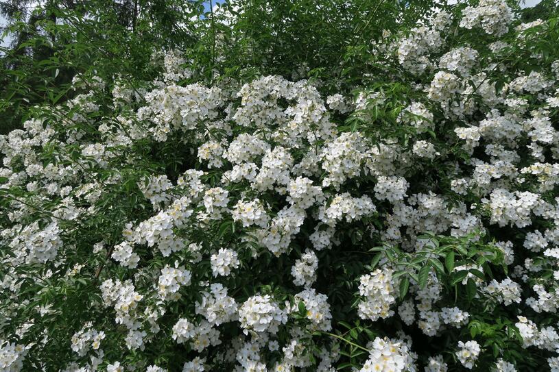 Růže Inermis - Mnohokvěté růže (Rosa multiflora), květy, květenství ...