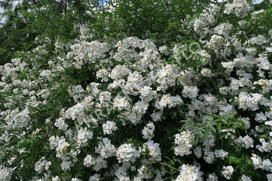 Růže mnohokvětá - Rosa multiflora