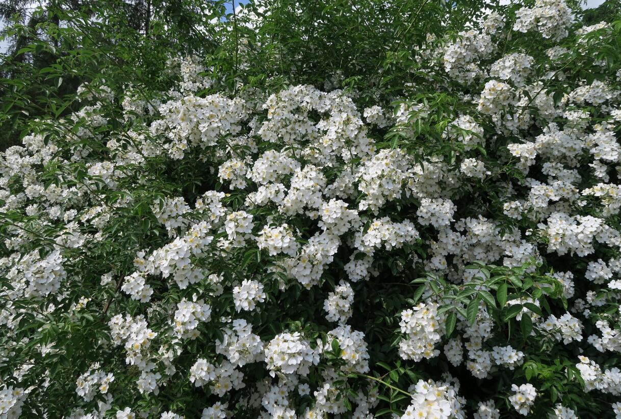 Růže mnohokvětá - Rosa multiflora