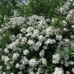 Růže mnohokvětá - Rosa multiflora