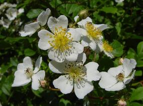 Růže mnohokvětá - Rosa multiflora