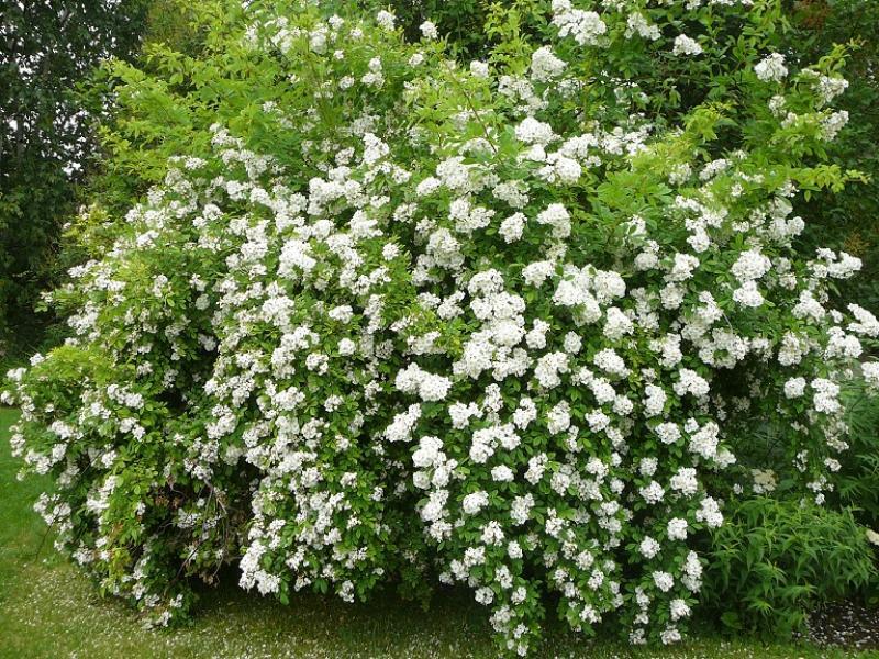 Růže mnohokvětá - Rosa multiflora | Zahradnictví FLOS