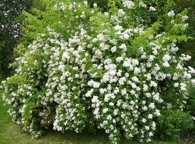 Růže mnohokvětá - Rosa multiflora