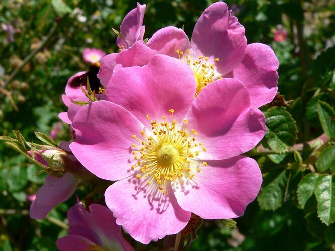 Růže vinná - Rosa rubiginosa