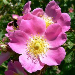 Růže vinná - Rosa rubiginosa