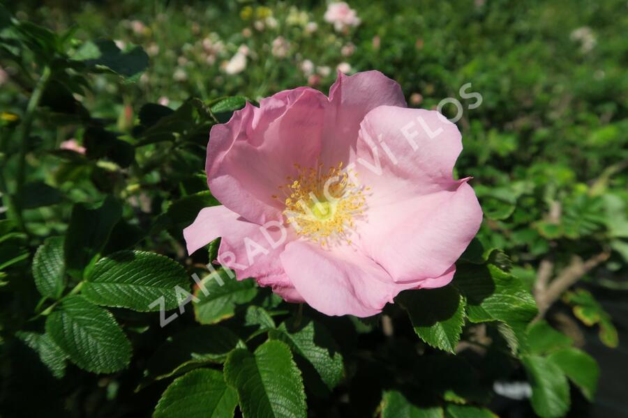 Růže svraskalá 'Dagmar Hastrup' - Rosa rugosa 'Dagmar Hastrup'