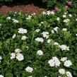 Růže svraskalá 'White Roadrunner' - Rosa rugosa 'White Roadrunner'