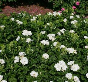 Růže svraskalá 'White Roadrunner' - Rosa rugosa 'White Roadrunner'