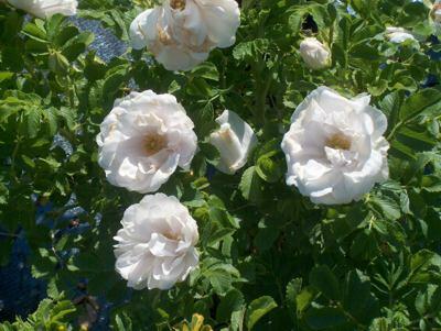 Růže svraskalá 'White Roadrunner' - Rosa rugosa 'White Roadrunner'