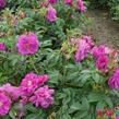 Růže svraskalá 'Rotes Meer' - Rosa rugosa 'Rotes Meer'