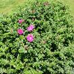 Růže svraskalá 'Rotes Meer' - Rosa rugosa 'Rotes Meer'