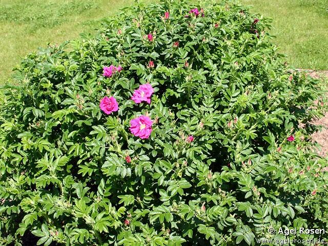 Růže svraskalá 'Rotes Meer' - Rosa rugosa 'Rotes Meer'