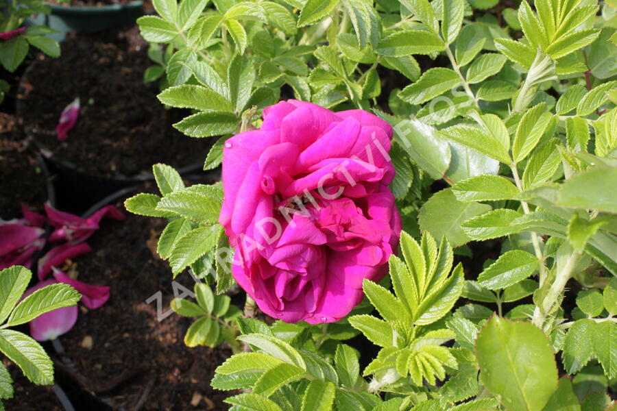 Růže svraskalá 'Rotes Meer' - Rosa rugosa 'Rotes Meer'