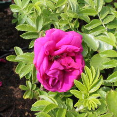 Růže svraskalá 'Rotes Meer' - Rosa rugosa 'Rotes Meer'