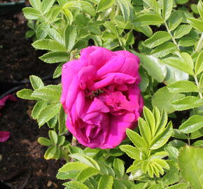 Růže svraskalá 'Rotes Meer' - Rosa rugosa 'Rotes Meer'