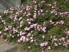 Růže půdopokryvná 'Max Graf' - Rosa PK 'Max Graf'