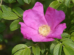 Růže půdopokryvná 'Max Graf' - Rosa PK 'Max Graf'