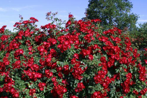 Růže půdopokryvná Kordes 'Rote Max Graf' - Rosa PK 'Rote Max Graf'