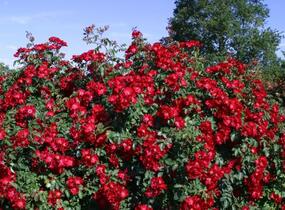 Růže půdopokryvná Kordes 'Rote Max Graf' - Rosa PK 'Rote Max Graf'