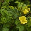 Růže Hugova - Rosa hugonis