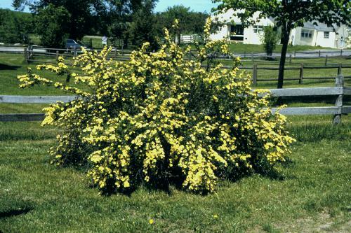 Růže Hugova - Rosa hugonis