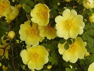 Růže Hugova - Rosa hugonis