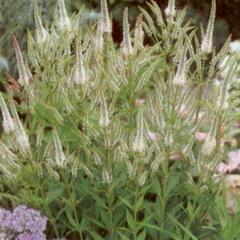 Rozrazil viržinský 'Album' - Veronicastrum virginicum 'Album'