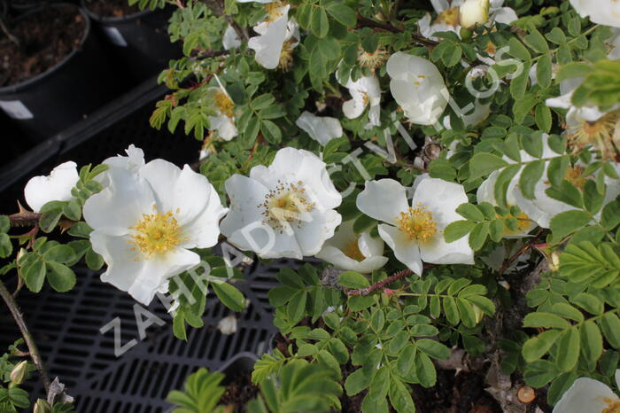 Růže hedvábitá - Rosa sericea pteracantha