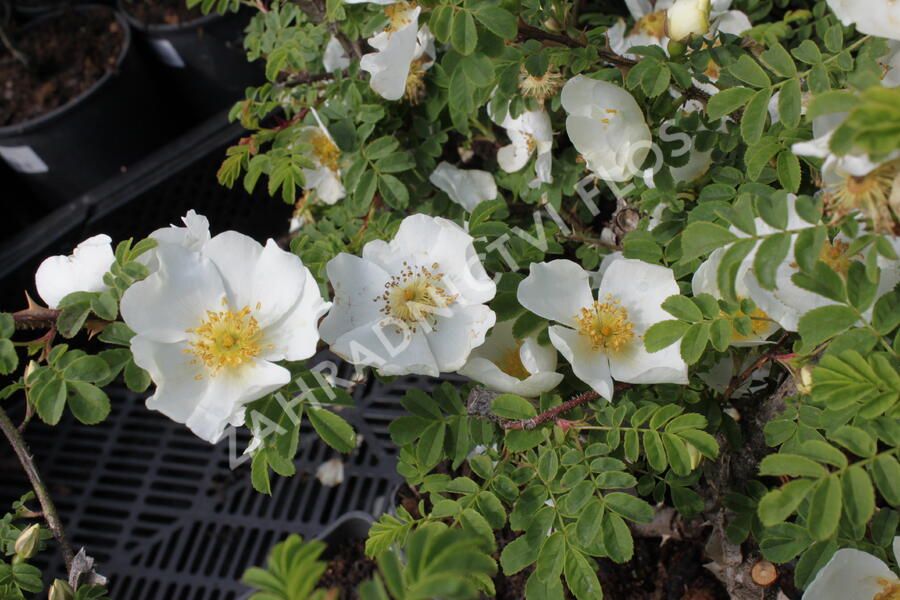 Růže hedvábitá - Rosa sericea pteracantha