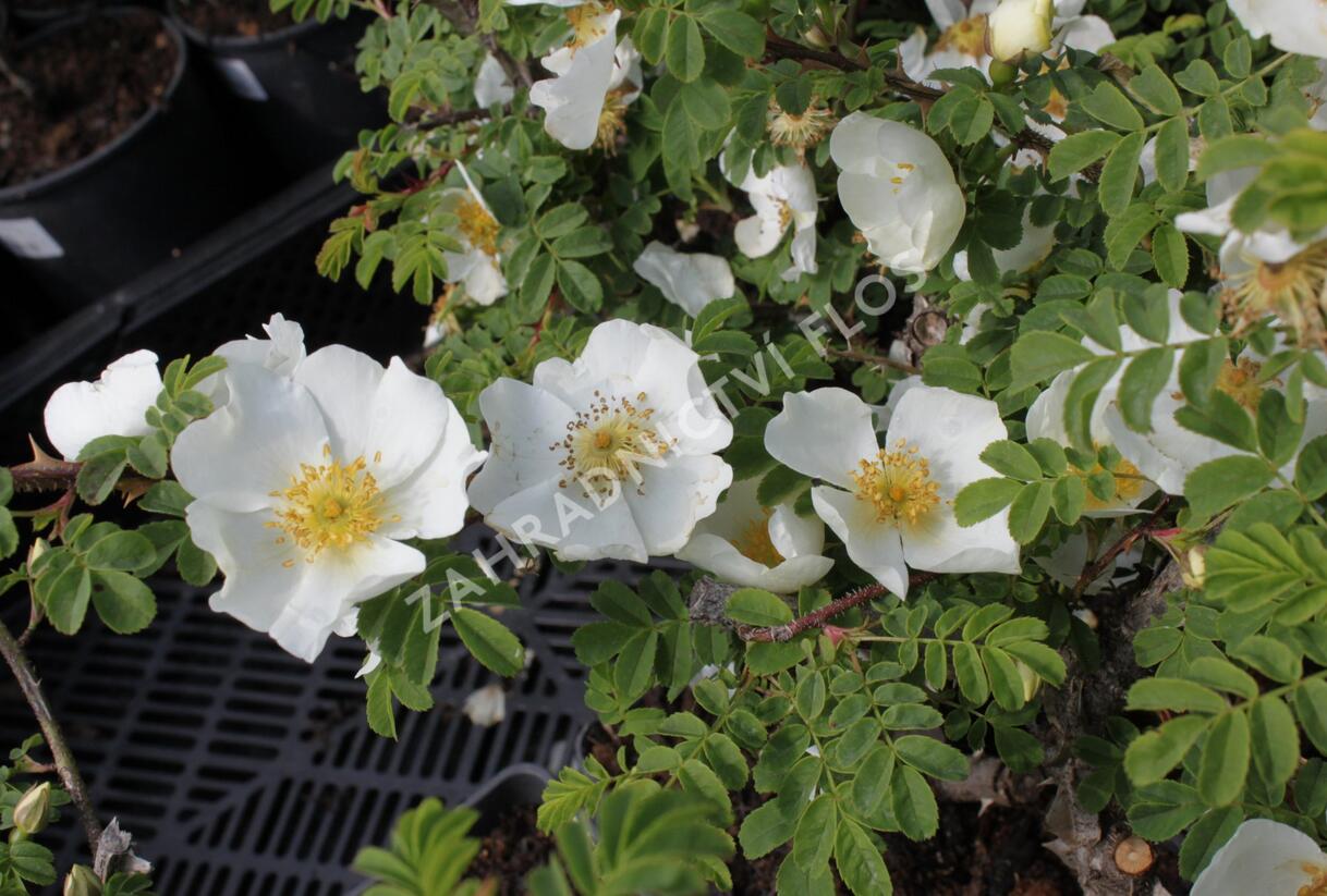 Růže hedvábitá - Rosa sericea pteracantha