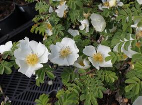 Růže hedvábitá - Rosa sericea pteracantha