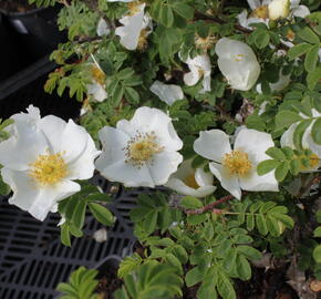 Růže hedvábitá - Rosa sericea pteracantha