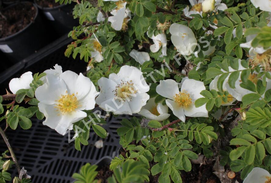 Růže hedvábitá - Rosa sericea pteracantha