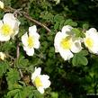 Růže hedvábitá - Rosa sericea pteracantha