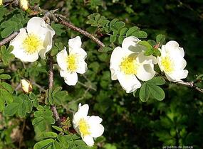 Růže hedvábitá - Rosa sericea pteracantha